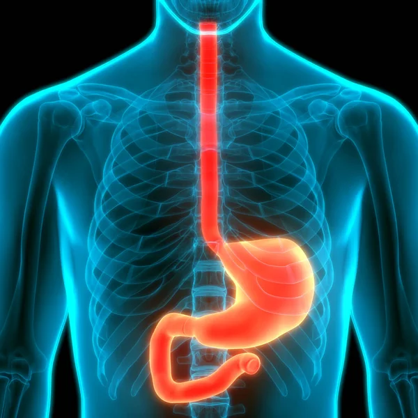 Ludzki Układ Pokarmowy Anatomia Żołądka — Zdjęcie stockowe