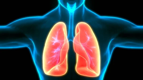 Human Respiratory System Lungs Anatomy — Stock Photo, Image