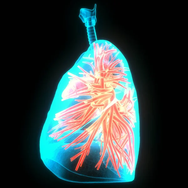 Anatomia Polmonare Del Sistema Respiratorio Umano — Foto Stock