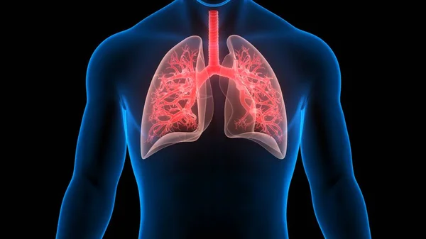 Sistema Respiratorio Humano Pulmones Anatomía —  Fotos de Stock