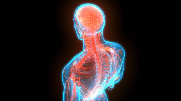 Central Organ of Human Nervous System Brain Anatomy. 3D