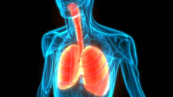 Human Respiratory System Lungs Anatomy — Stock Photo, Image