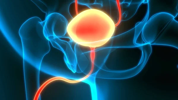 Anatomía Vesical Del Sistema Urinario Humano — Foto de Stock