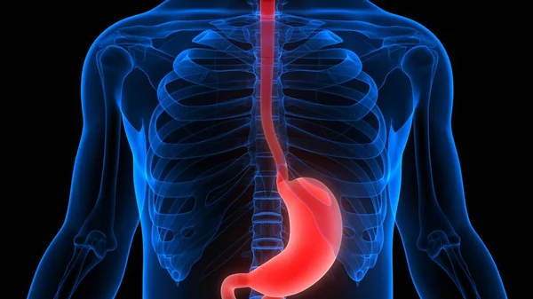 Magenanatomie Des Menschlichen Verdauungssystems — Stockfoto