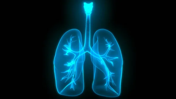 Anatomie Pulmonaire Système Respiratoire Humain — Photo