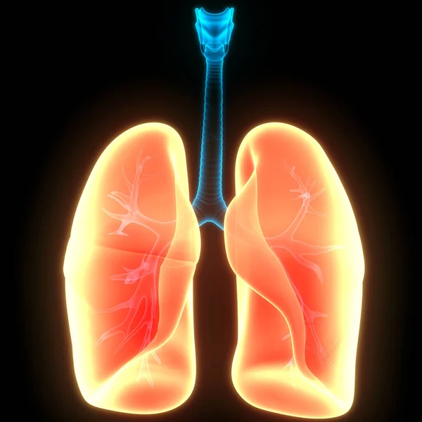 Anatomia Polmonare Del Sistema Respiratorio Umano — Foto Stock