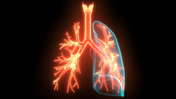 Ludzki Układ Oddechowy Płuca Anatomia — Zdjęcie stockowe