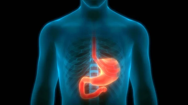 人类消化系统的胃解剖 — 图库照片
