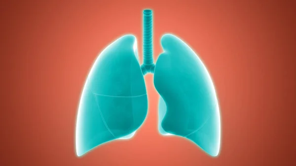 Sistema Respiratorio Humano Pulmones Anatomía —  Fotos de Stock