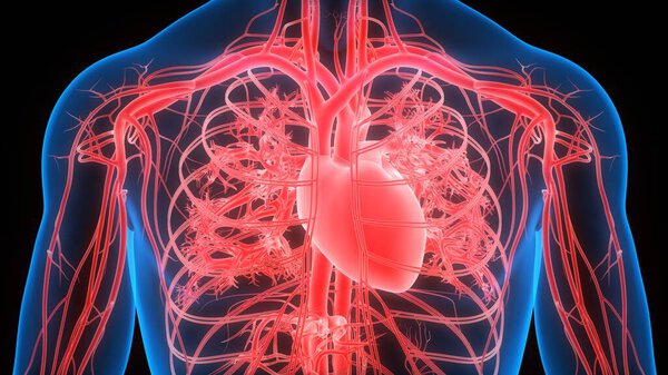 Иллюстрация анатомии сердца человека. 3D
