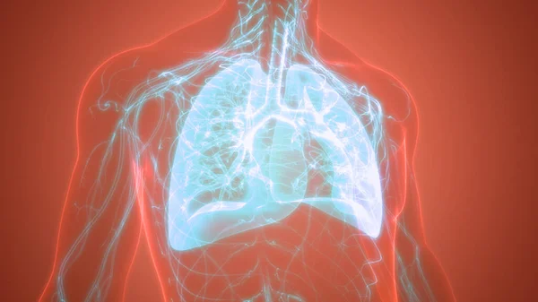 Nsan Solunum Sistemi Anatomiyi Akciğerledi — Stok fotoğraf