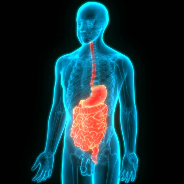 Estómago Del Sistema Digestivo Humano Con Anatomía Del Intestino Delgado —  Fotos de Stock