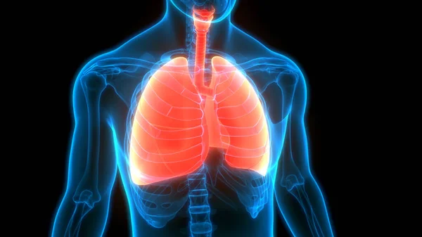 Sistema Respiratorio Humano Pulmones Anatomía — Foto de Stock