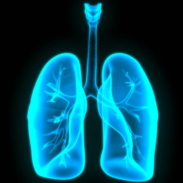 Sistema Respiratorio Humano Pulmones Anatomía — Foto de Stock