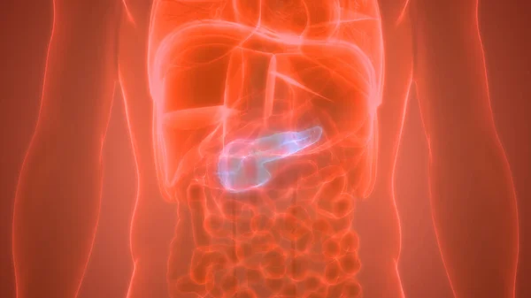 Anatomía Digestiva Interna Del Órgano Humano Pancreas —  Fotos de Stock