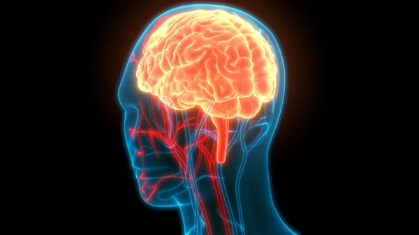 Órgano Central Del Sistema Nervioso Humano Anatomía Cerebral — Foto de Stock