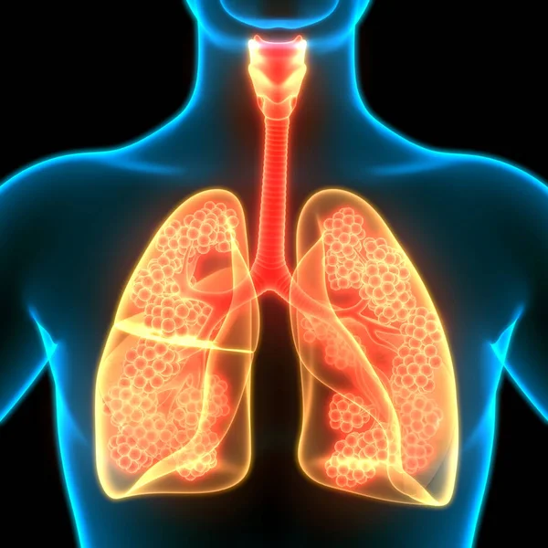 Human Respiratory System Lungs Anatomy — Stock Photo, Image