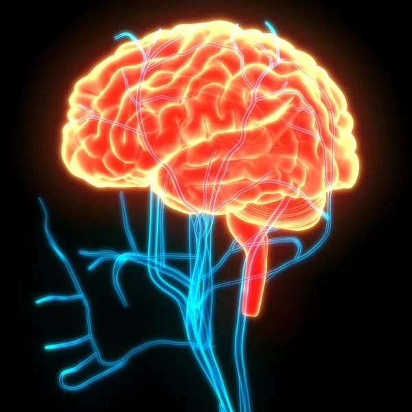 Central Organ of Human Nervous System Brain Anatomy. 3D