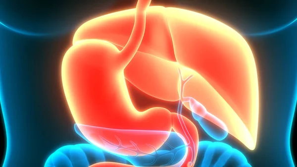 Estômago Sistema Digestivo Humano Com Pequena Anatomia Intestinal — Fotografia de Stock