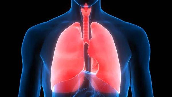 Anatomie Pulmonaire Système Respiratoire Humain — Photo