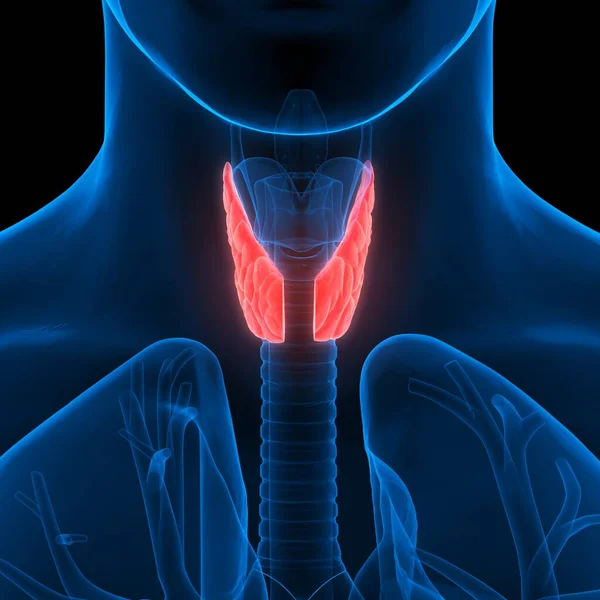 Human Body Glands Thyroid Gland Anatomy — Stock Photo, Image