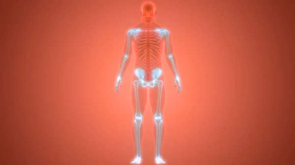 Ανθρώπινος Σκελετός Σύστημα Σκωληκοειδής Σκελετός Ανατομία Posterior View — Φωτογραφία Αρχείου
