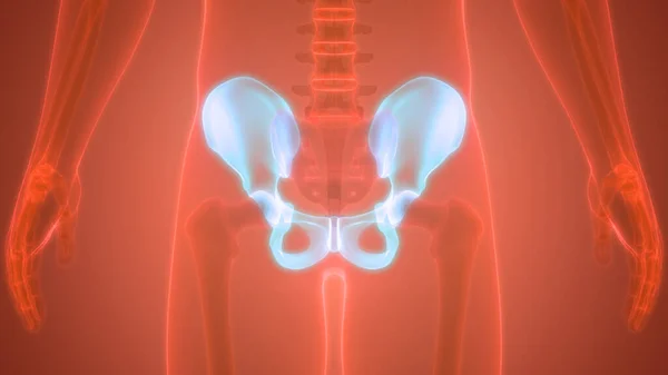 Människans Skelettsystem Hip Anatomi Illustration — Stockfoto