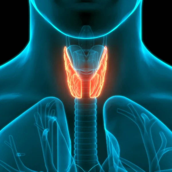 Emberi Test Mirigyek Pajzsmirigy Gland Anatómia — Stock Fotó