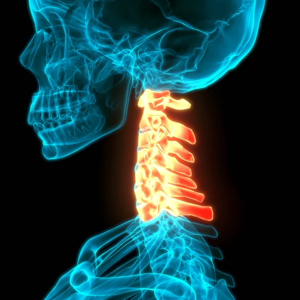 Анатомія Спинного Мозку Кервічні Хребці Ілюстрація — стокове фото