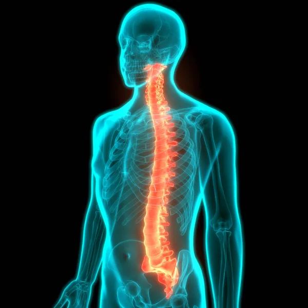 Discos Columna Vertebral Anatomía Del Sistema Esquelético Humano — Foto de Stock