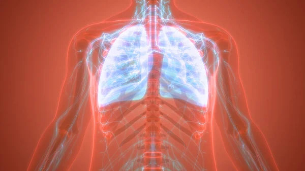 Emberi Légzőrendszer Tüdő Anatómia — Stock Fotó