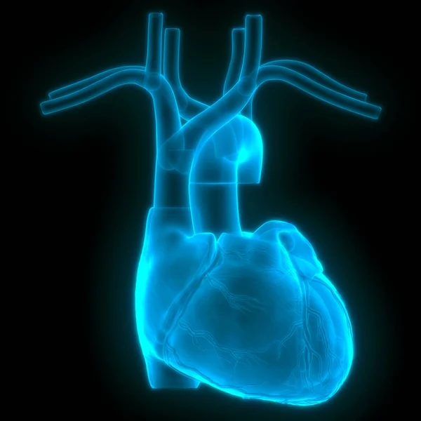 Nsan Kalbi Anatomisi Çizimi — Stok fotoğraf