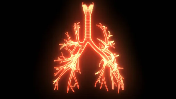 人間の呼吸器系 肺解剖学 — ストック写真