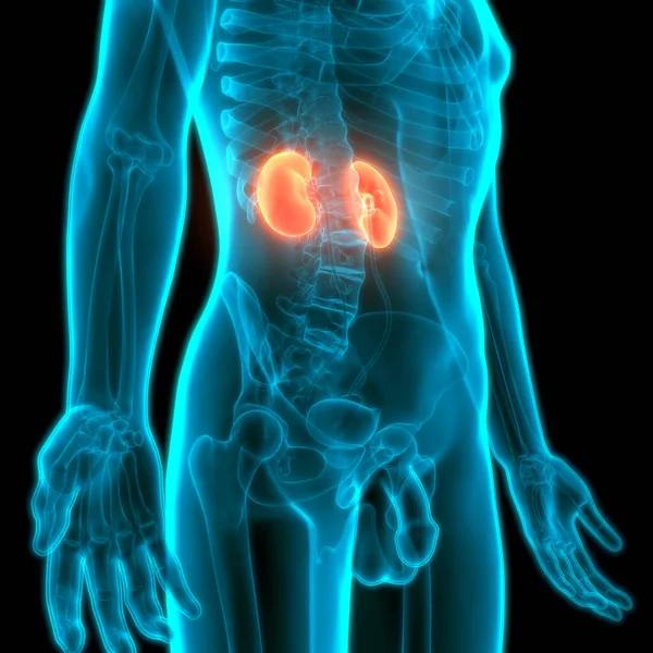 3D Illustration of human Body Organs (Kidneys)