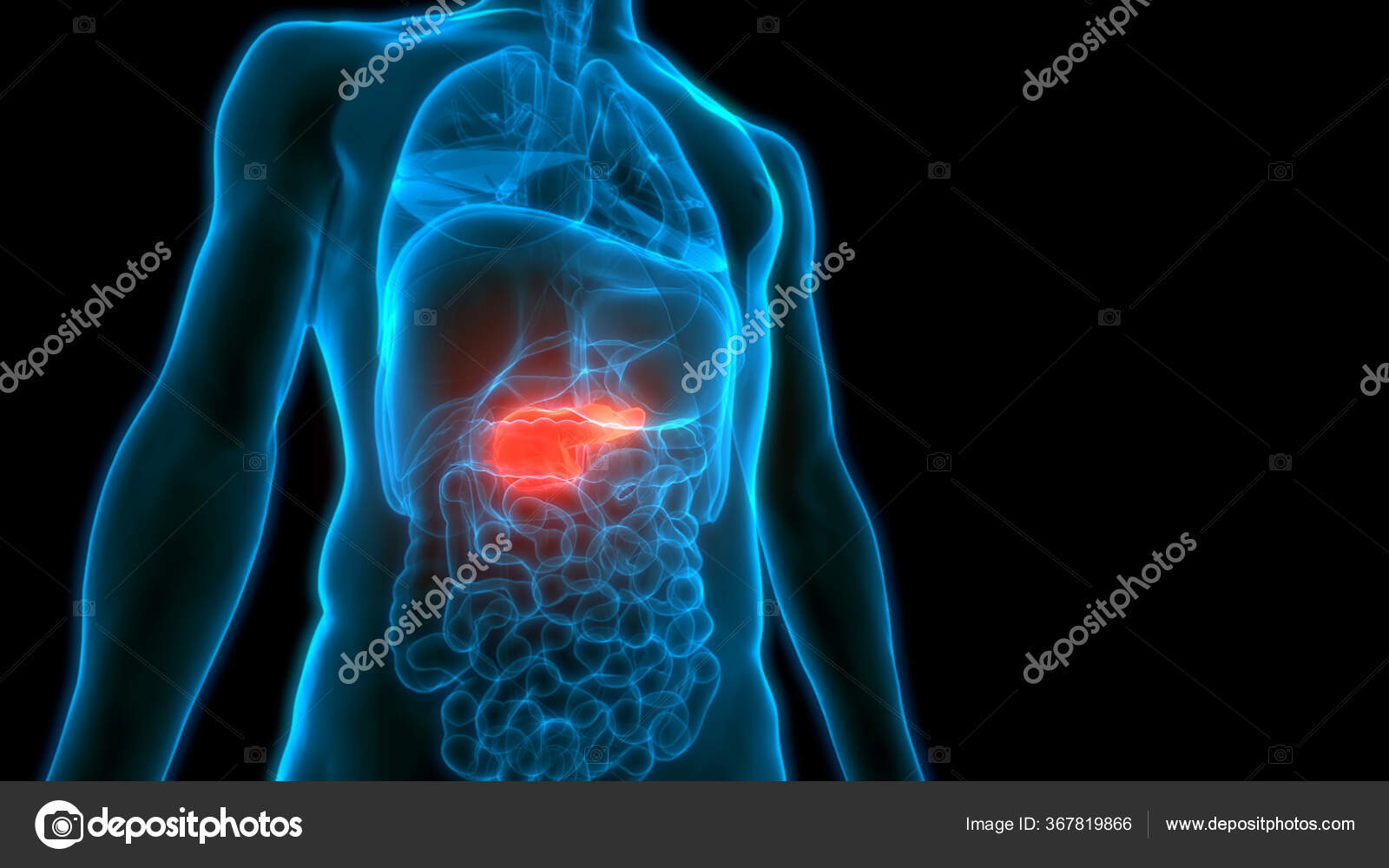 Anatomie Des Menschlichen Inneren Organs Pankreas Stockfotografie