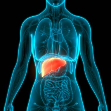 İnsan Vücut Organları Anatomisi (Karaciğer). 3d