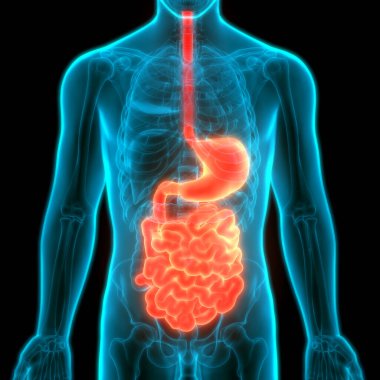 İnce bağırsak anatomisi olan İnsan Sindirim Sistemi Midesi