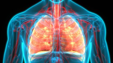 İnsan Solunum Sistemi Anatomiyi Akciğerledi