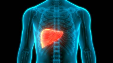 İnsan Vücut Organları Anatomisi (Karaciğer). 3d