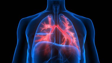 İnsan Solunum Sistemi Anatomiyi Akciğerledi