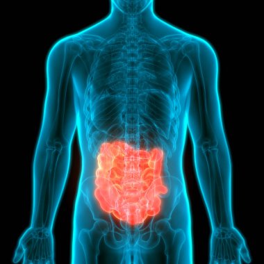 İnsan Sindirim Sistemi İnce Bağırsak Anatomisi