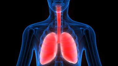 İnsan Solunum Sistemi Anatomiyi Akciğerledi