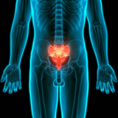 İnsan İskelet Sistemi Anatomisi 'nin Omurga Omurgası. Üç Boyut