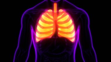 İnsan Solunum Sistemi Anatomiyi Akciğerledi