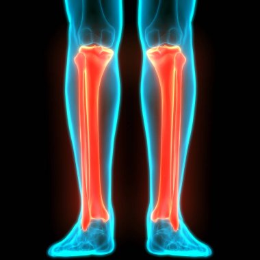 İnsan iskeleti bacak eklemi anatomisi. 3D - Görüntü