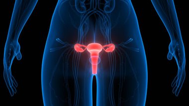 Kadın Üreme Sistemi Anatomisi. Üç Boyut