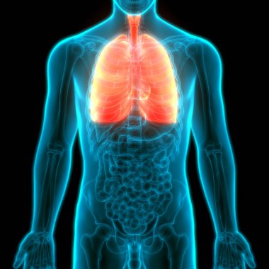 İnsan Solunum Sistemi Anatomiyi Akciğerledi