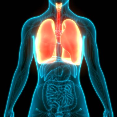 İnsan Solunum Sistemi Anatomiyi Akciğerledi