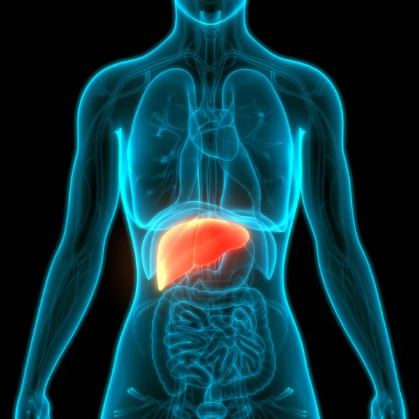 Human Body Organs Anatomy Liver — Stock Photo, Image