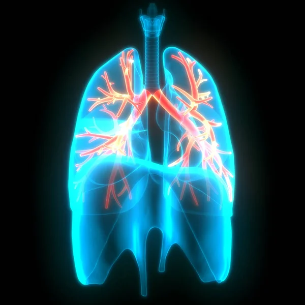 Human Respiratory System Lungs Anatomy — Stock Photo, Image